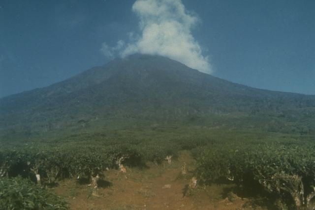 Dempo